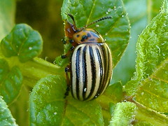 colorado potato beetle