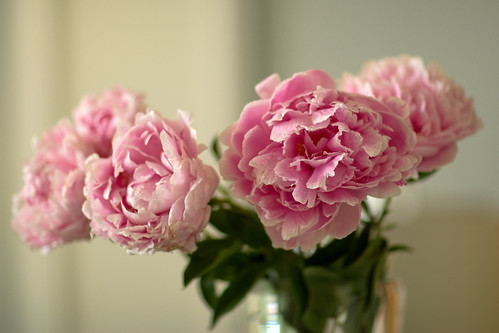 rainy day peonies by Pear Biter on flickr