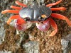 Orange legged crab