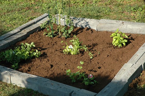 The New Herb Garden