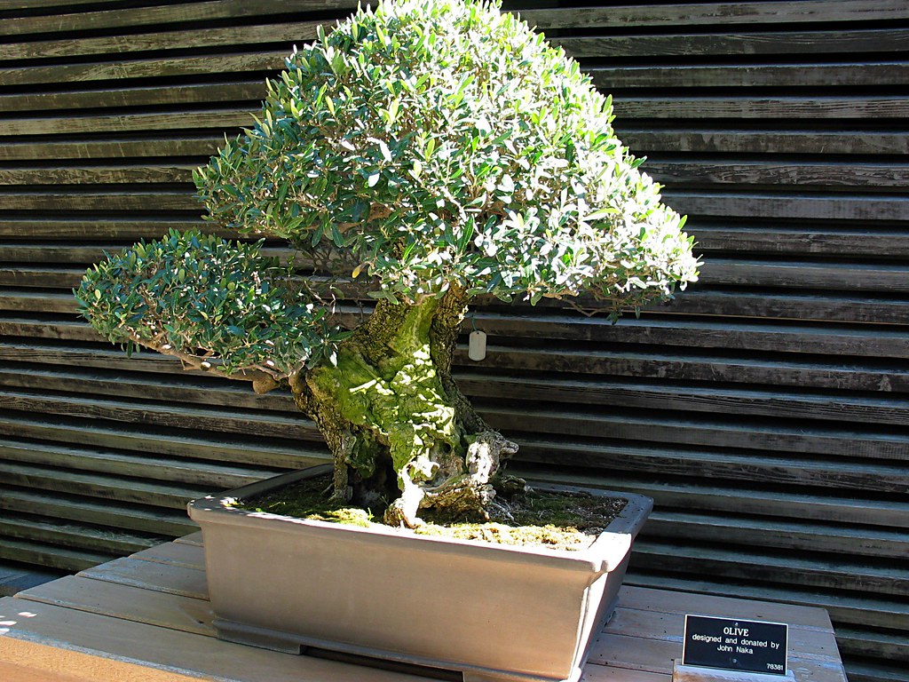 Bonsai olive tree by Crashworks, on Flickr