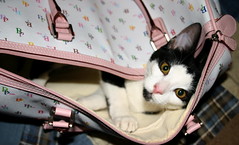kitten in Kitten's travel bag