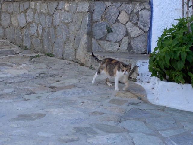 A cat of Khora (Alonissos) by Luigi Rosa
