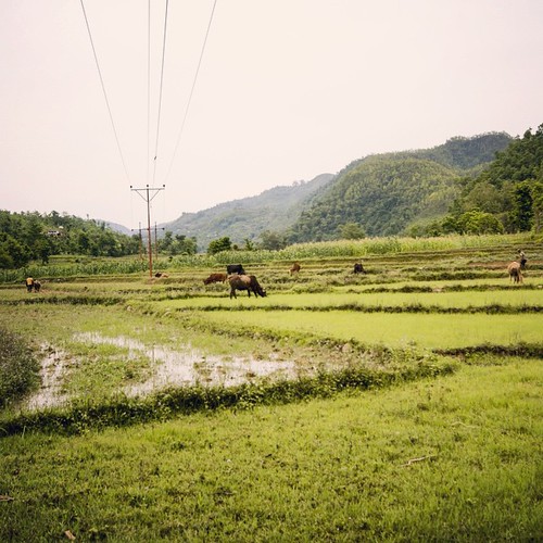   ... 2009   ...      ... #Travel #Memories #2009 #Nepal        ...      #Country #Rural #District #Normal #Ordinary #Rice #Field #Cows #Pastoral #Scenery ©  Jude Lee