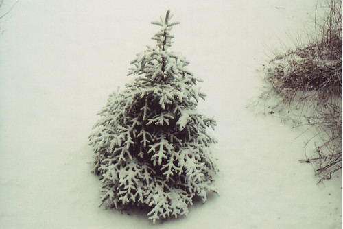 snow-tree