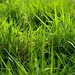 grass