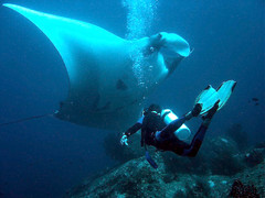 Meeting with a manta ray