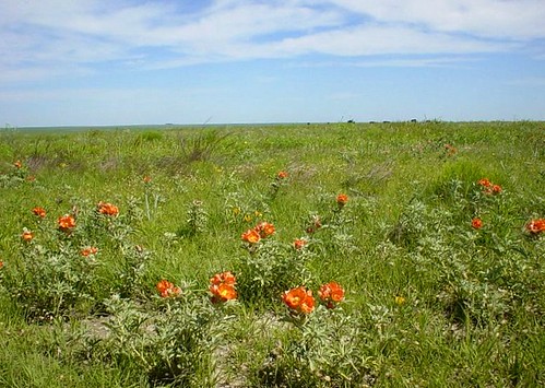 Wildflowers After Rain on the Prairie