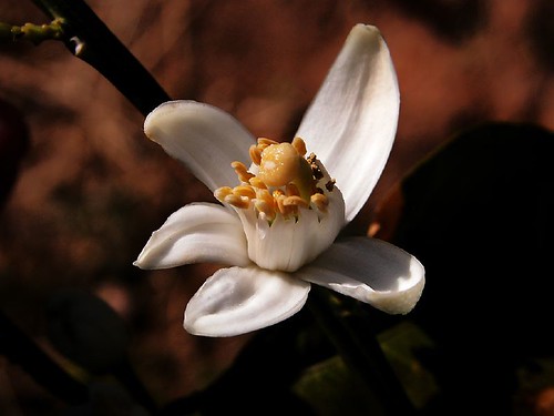 (270)  Azahar (flor del naranjo)