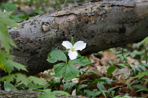 Mayflower Nova Scotia. flower of nova scotia