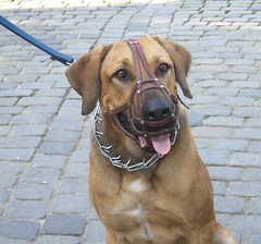 Dogs of Germany: Tough Guy
