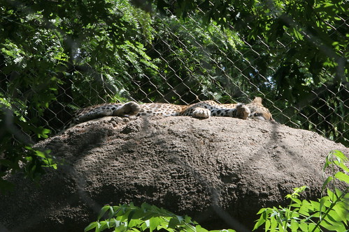 african cats wallpaper. African Leopard Sleeping