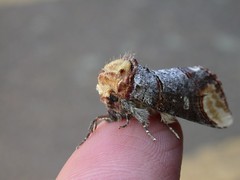 Buff-tip (Phalera bucephala)