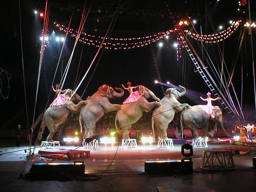 Circus elephants by  Edith Frost.