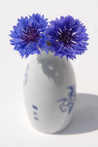 フリー画像|花/フラワー|菊/キク|ヤグルマギク|花瓶|ブルー/花|フリー素材|