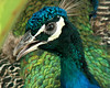 Peacock: Wikieup, Arizona