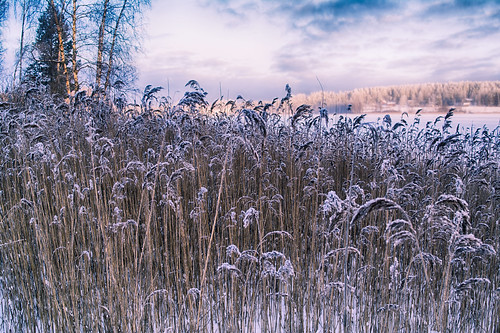 The Reeds ©  Andrey Korchagin