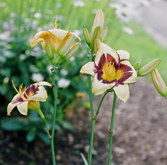 Yellow and purple lilies