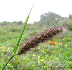 Lanzarote grass