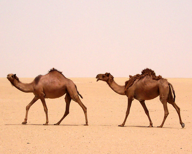 Camels - Jahrah Desert, Kuwait