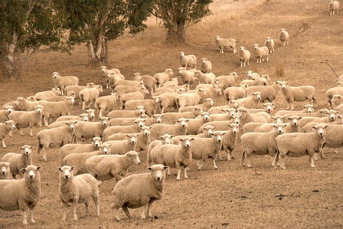 Sheep Mass