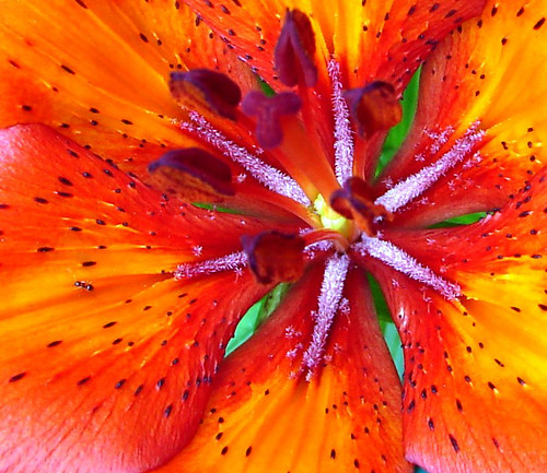 close up lilies