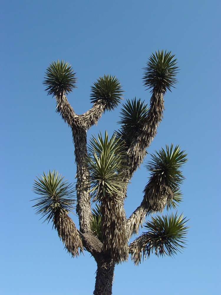 Yucca filifera image