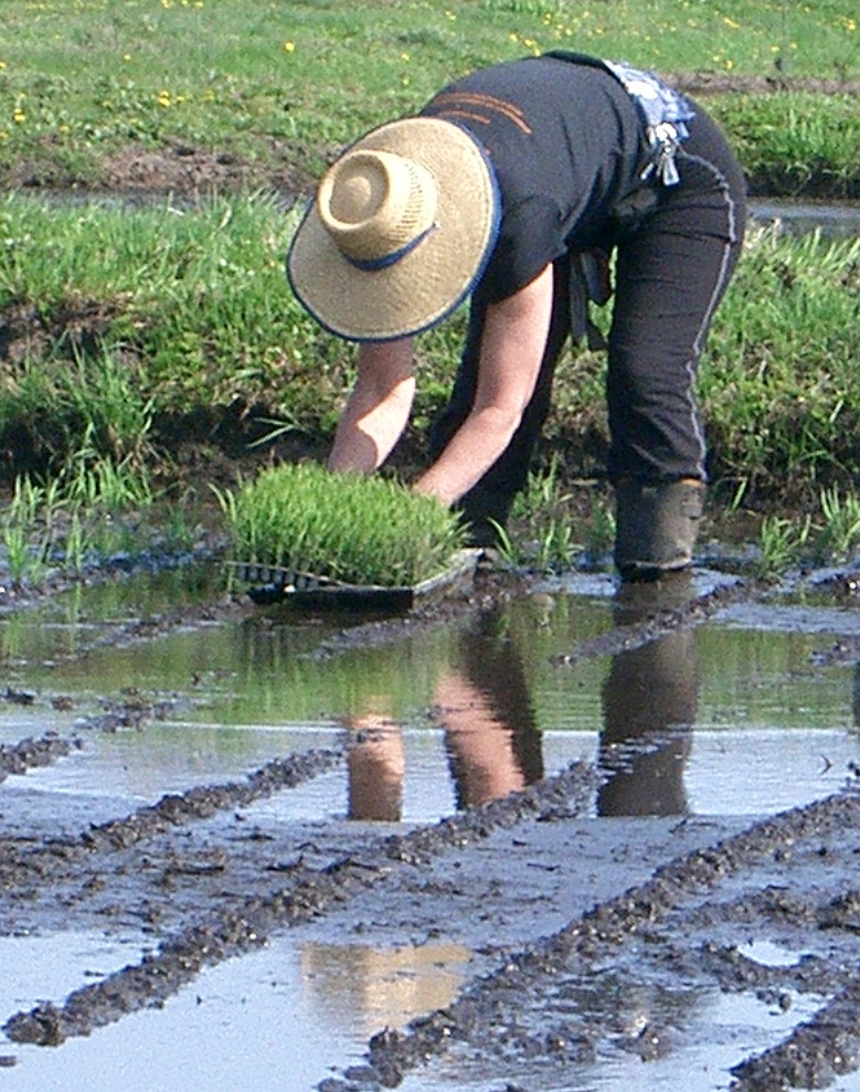 Rhonda Schuller - Rice planting in a Fat Ass shirt