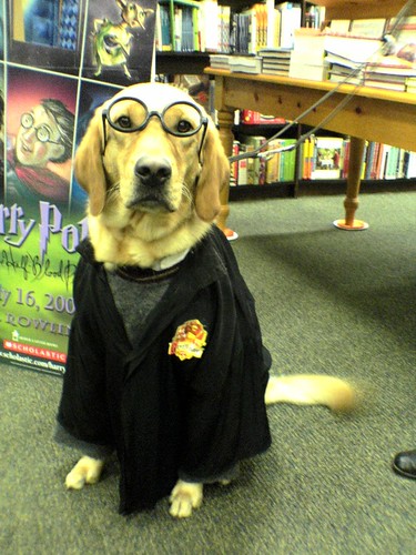 Harry Potter Dog at Barnes and Noble Cumberland