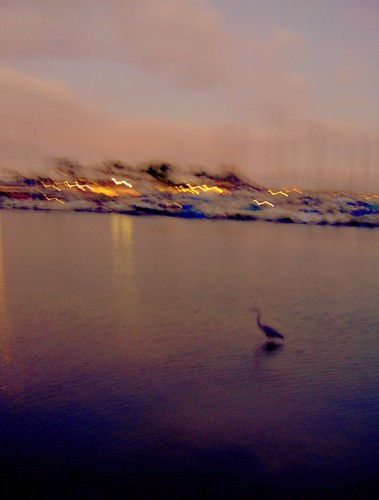 Great Blue Heron Past Sunset