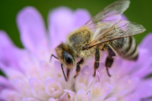 Busy Bee ©  kuhnmi