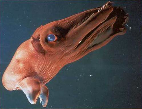 vampire squid from HELL. Not an octopus not a squid.