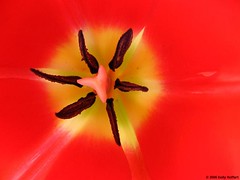 Inside a Tulip