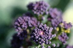 Purple Sprouting Broccoli from: http://flickr.com/photos/ndrwfgg/133472799/