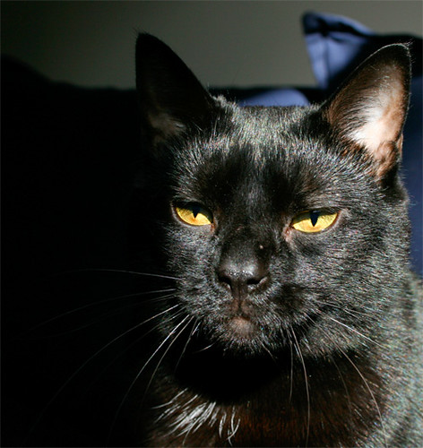 gambar kucing hitam comel image2