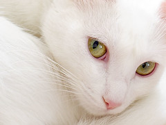 chat blanc yeux verts