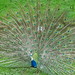 Peacock at Parc Merveilleux
