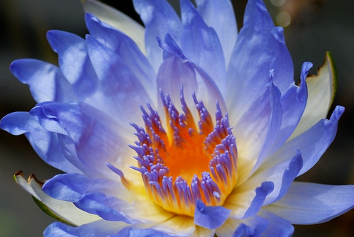 زهرة اللوتس ( Lotus Flower) 143977589_921b81acc9