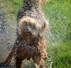 wet, wet dog
