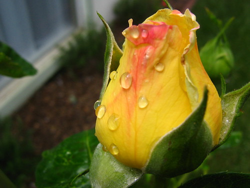 Yellow Rose after the Rain