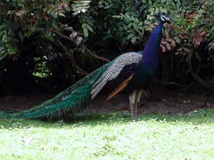 Peacock Closeup Zoomed