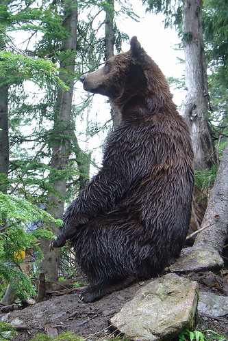 Grizzly Bear, BC, Canada