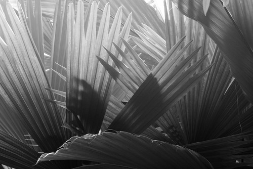 Backlit Palms