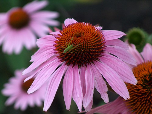 Coneflower 1 by you.