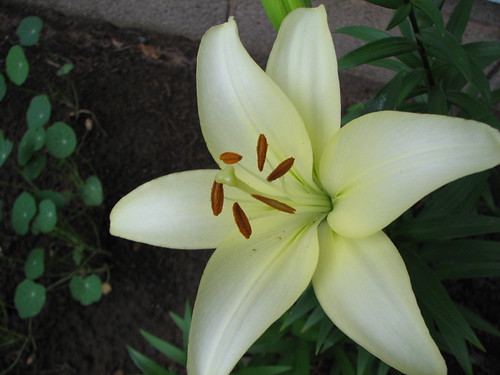  White Tiger Lily 