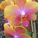Orchid House Botanic Gardens