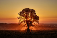 Tree of Life  |  La Jaula Sunset
