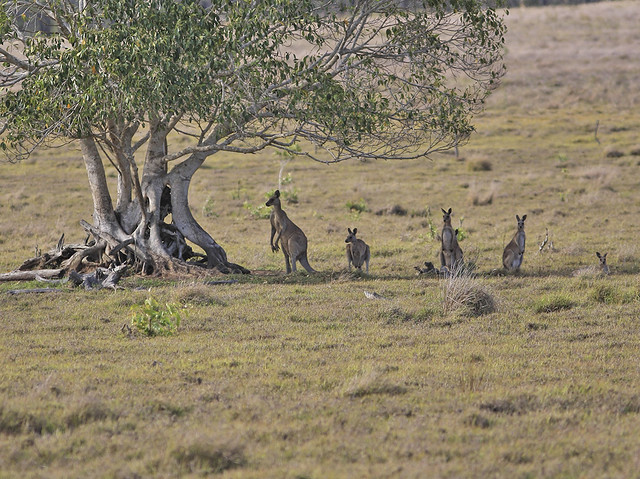 Grey Kangaroos Hedlow