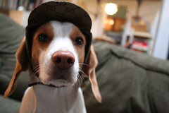 Beagle Hat