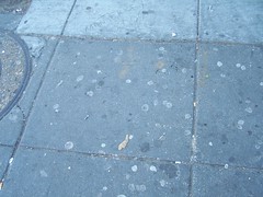 Concrete sidewalk peppered with gum